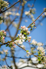 apple tree blossom in spring pink blossoms