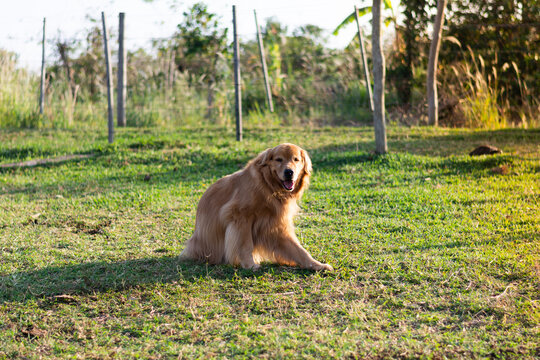 Cachorro golden retriver macho se coçando na grama de uma pasto com cercas ao fundo numa manhã ensolarada.