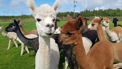 Alpaca farm 