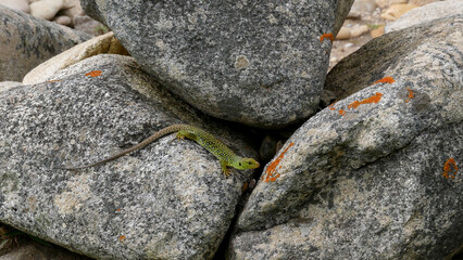 shot of a green lizard among stones, macro photography