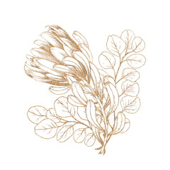 Floral protea and eucalyptus arrangement. Gold line art graphic illustration on white background.