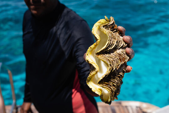   A hand with a huge shell from the bottom of the red sea.