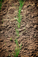 A bed with green onions. Fresh green onion sprouts grow in the ground. Garden.