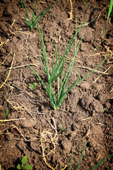A bed with green onions. Fresh green onion sprouts grow in the ground. Garden.