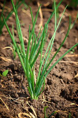 A bed with green onions. Fresh green onion sprouts grow in the ground. Garden.