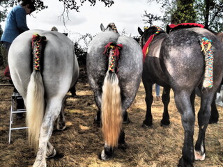 Trois chevaux vu de croupe, Beery, France
