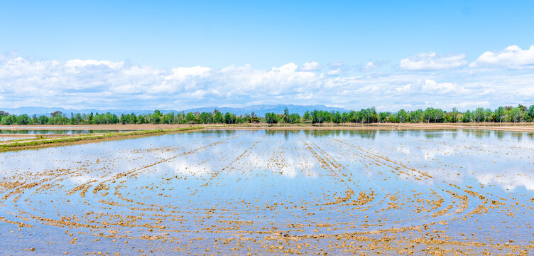 Picture of rice fields in Ebro Delta situated in Tarragona, Spain, with mountains, trees, clouds in the sky and a nice reflection in the water.