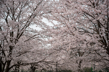 桜と白い空