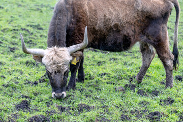 Horns of an aurochs on a meadow in Germany