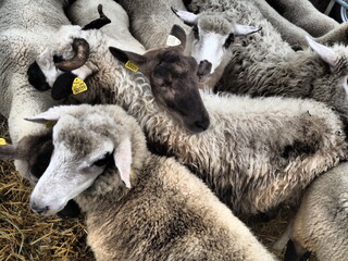 Groupe de moutons  blancs dans un enclos, Berry, France