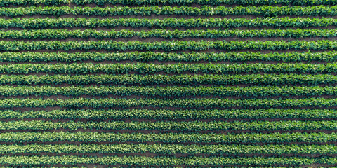 beds of young cabbage growing on the farm, aerial view. agricultural field of cabbage planted in rows