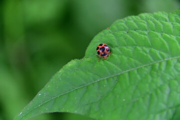 葉にとまったトホシテントウ（埼玉県/5月）