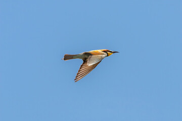 European bee-eater, Merops Apiaster, in flight in Donana National Park, Huelva, Spain