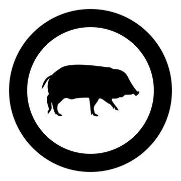 Wild boar Hog wart Swine Suidae Sus Tusker Scrofa silhouette in circle round black color vector illustration solid outline style image