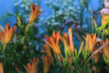 Tiger Lilies Opening to the Sun