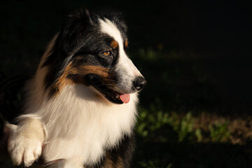  Australian shepherd dog with open mouth portrait in summer 