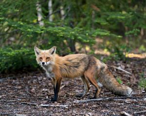 Red Fox Photo Stock. Fox Image. close-up profile side view in the springtime with coniferous tree background in its environment and habitat. Picture. Portrait.