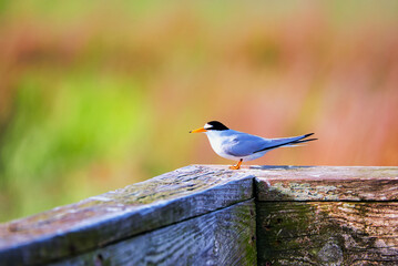 A least tern perched on a handrail with a blurred background.