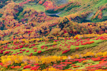 大雪山国立公園緑岳登山道の紅葉