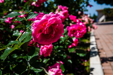 薔薇園で咲き乱れる薔薇の花
