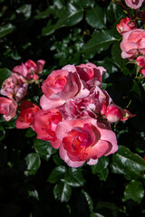 薔薇園で咲き乱れる薔薇の花