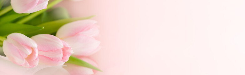 Nature of pink flower tulip using as cover page background natural flora wallpaper or template brochure landing page design