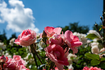 Obraz premium 薔薇園で咲き乱れる薔薇の花