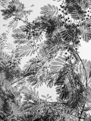 Summer background. Silhouette of acacia leaves in black and white.
