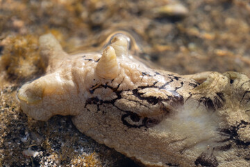 Seehase (große Meeresschnecke)