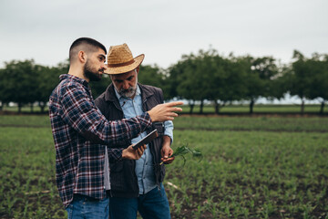 agricultural workers examine corn on corn field