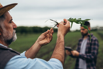 close up of agricultural workers examine corn root on the field