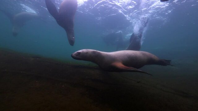 Close-Up Shot Of Seals Swimming In Underwater - British Columbia, Canada