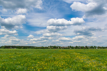 Spring field in the Moscow region with forget-me-nots and dandelions