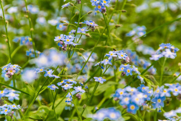 Spring field in the Moscow region with forget-me-nots and dandelions