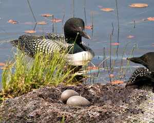 Common Loon Photo. Couple protecting the nest with lily water pads background in their wetland environment and habitat. Loon Eggs. Loons in Wetland Image. Loon Nest Image.  Male and Female Loon.