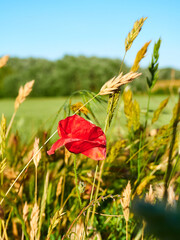 Obraz premium Lone poppy in a field sown with wheat and barley. Selective focus on the petals of the poppy.