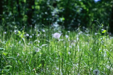 grass and flowers