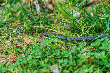 Black Snake In The Grass