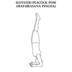 Elevated peacock pose yoga workout. Mayurasana Pincha. Man doing yoga illustration outline