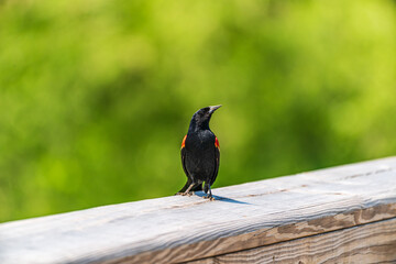 Red Winged Blackbird on the Deck