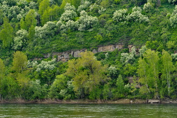 Fototapeta na wymiar Russia. Kuznetsk Alatau, South of Western Siberia. Flowering cherry trees on the steep slopes of the rocky banks of the Tom River near the city of Mezhdurechensk.