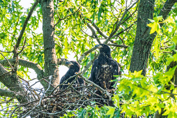 Young Eagle birds in the nest
