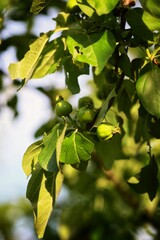 Fototapeta premium green leaves on a tree