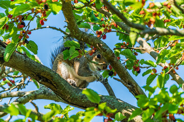 squirrel on a tree eating berries