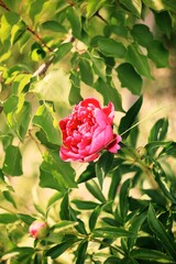 pink rose in garden