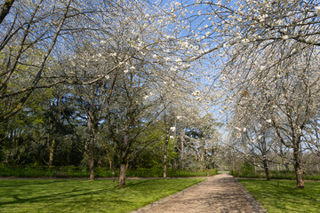 Prunus blossom in Parc de Sceaux - Ile de France - Paris region - France