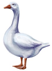 Goose drawer in realistic style on white background 