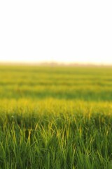 Obraz na płótnie Canvas green field of wheat