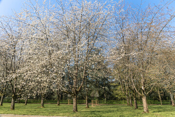 Prunus tree blossom in Parc de Sceaux - Ile de France - Paris region - France