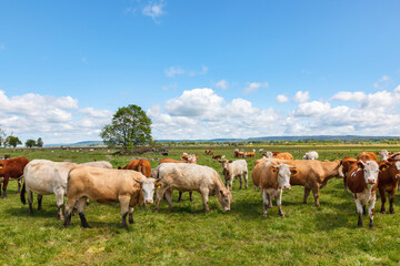 Naklejka na ściany i meble Cattle on a Meadow in rural landscape